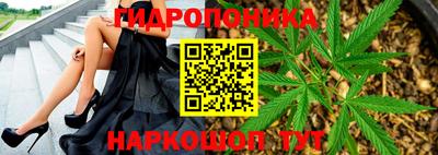 шишки Кингисепп
